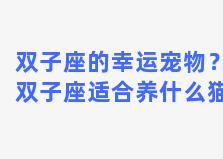 双子座的幸运宠物？双子座适合养什么猫