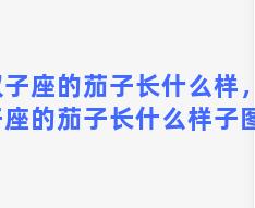 双子座的茄子长什么样，双子座的茄子长什么样子图片