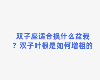 双子座适合换什么盆栽？双子叶根是如何增粗的